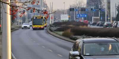 1-buspas-muchobor-wielki-minska-roslinna-BCh-94-1